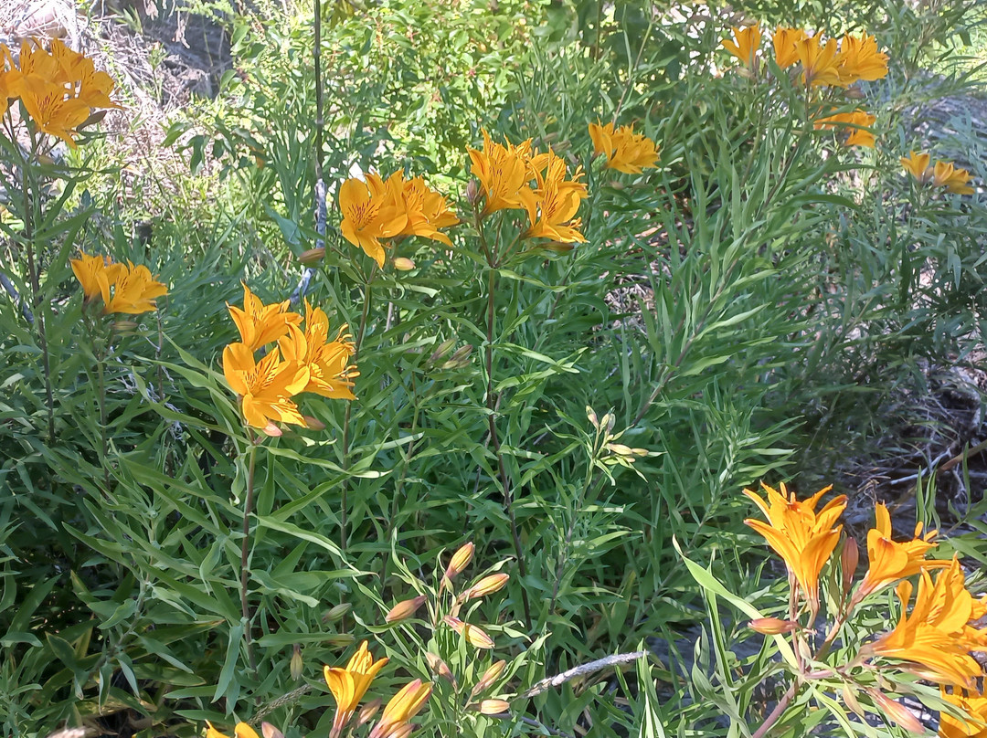 Parque Municipal Llao Llao-圣卡洛斯-德巴里洛切必去景点