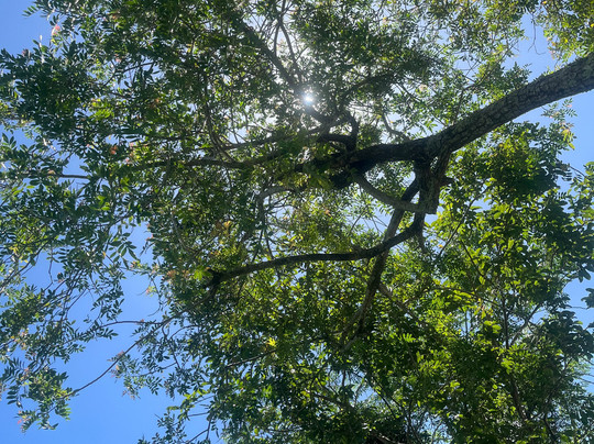 Sítio das Abelhas-Taquara必去景点