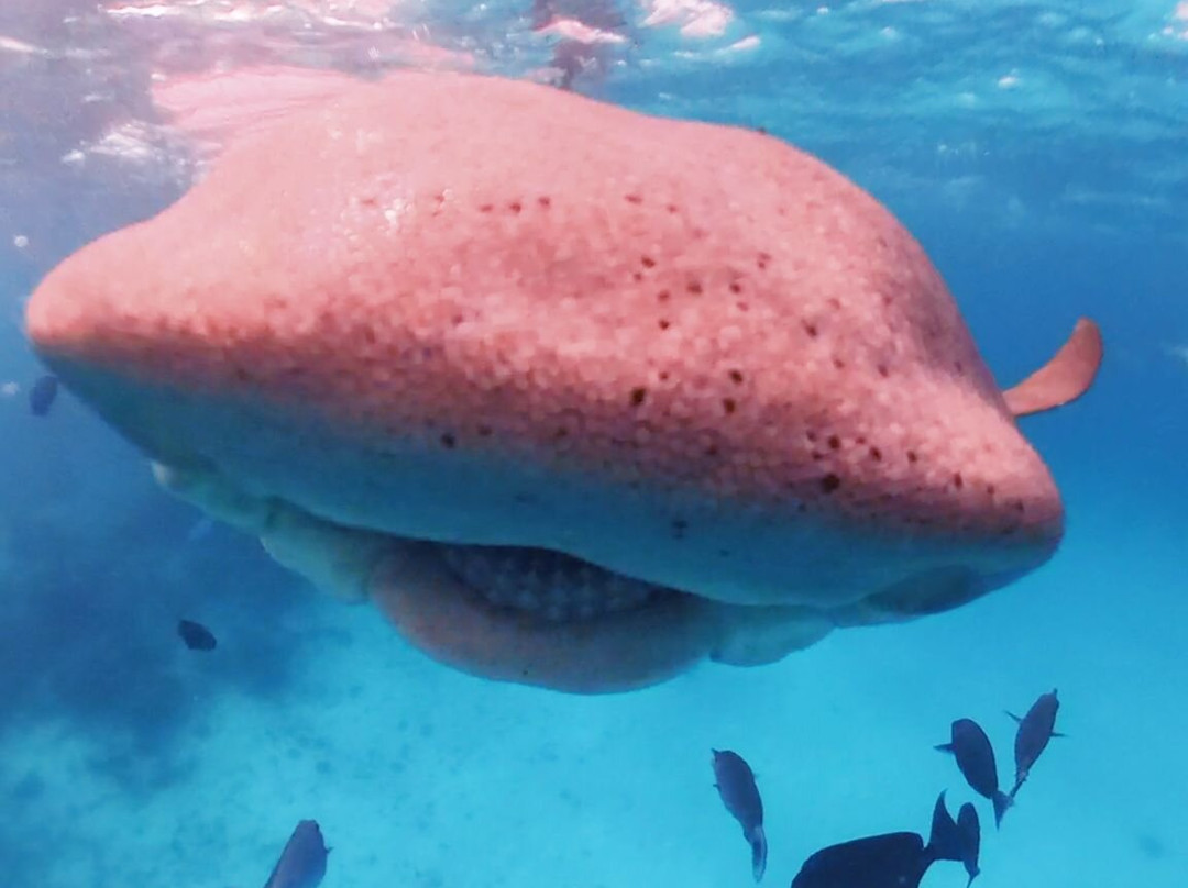 Papa Fish Excursions-乌库拉斯必去景点