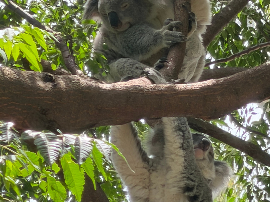 Blue Mountains Tours-格兰布鲁克必去景点