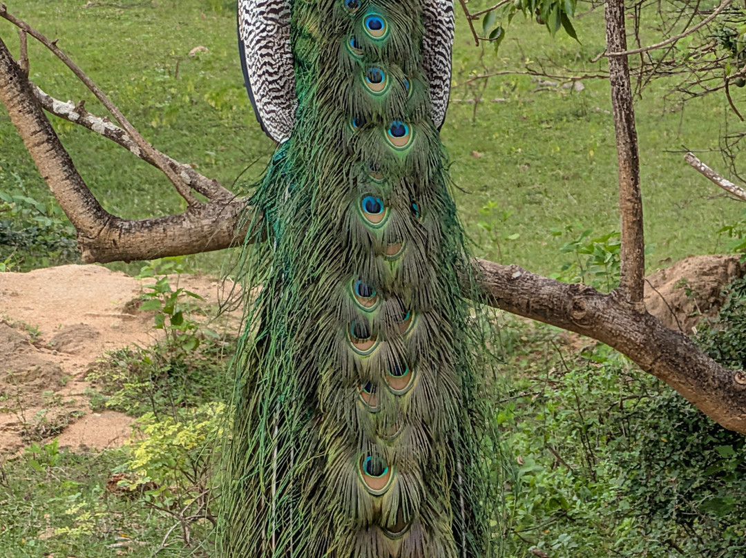 Sri Lanka Wide Tours-科伦坡必去景点