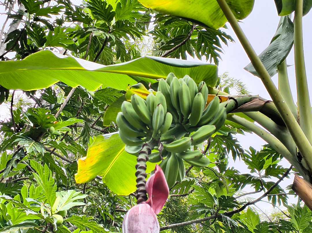 Finca Flora-Bocas del Toro必去景点