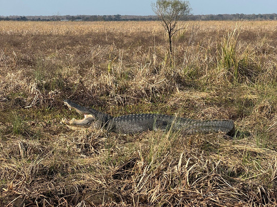 New Orleans Airboat Tours-Marrero必去景点