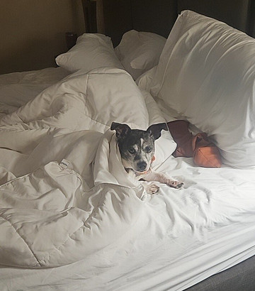 Baymont by Wyndham Bridgeport/Frankenmuth主图