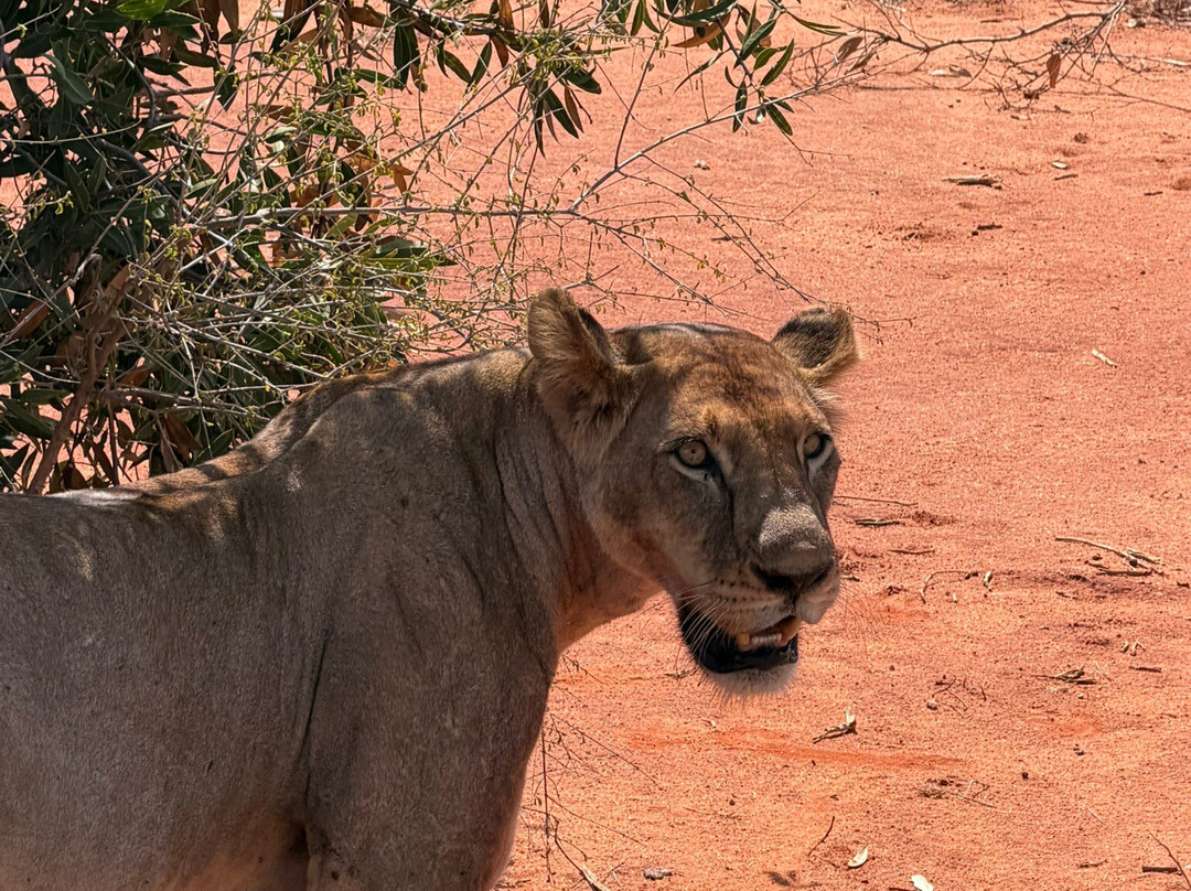 Discovery Kenya con Fragola-瓦塔木必去景点
