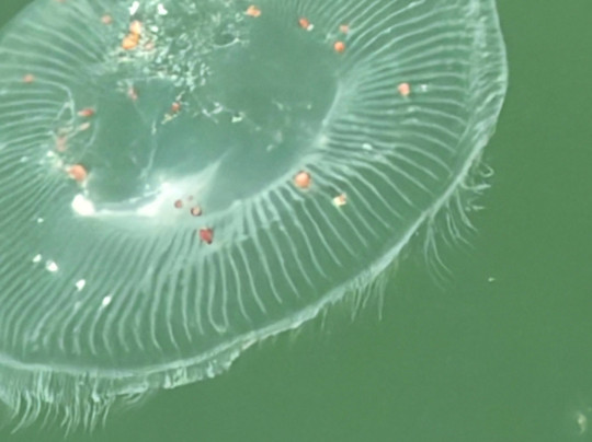 Cape Coast Expeditions-Yzerfontein必去景点