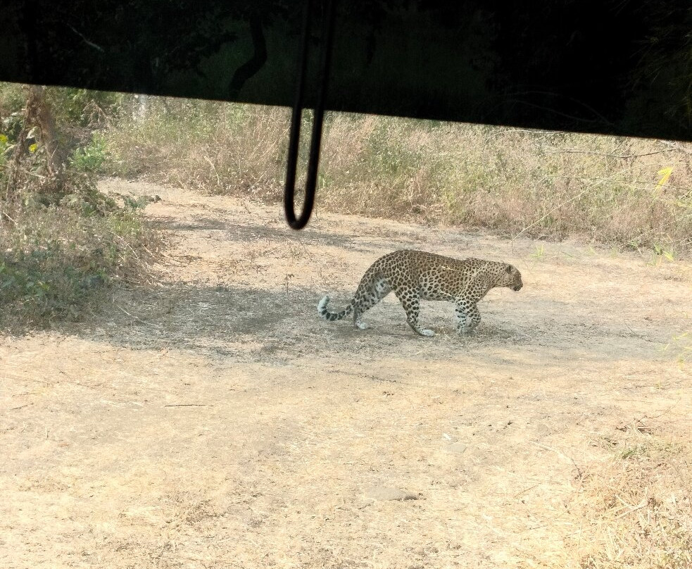 Gorewada Safari-那格浦尔必去景点