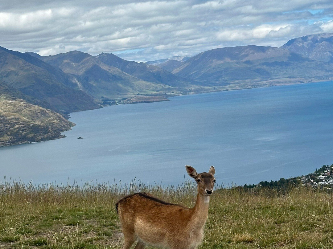 Deer Park Heights-皇后镇必去景点