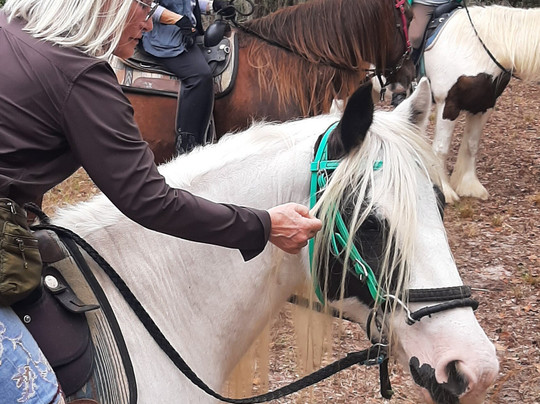 C Ponies Beach Horseback Rides-布雷登顿必去景点