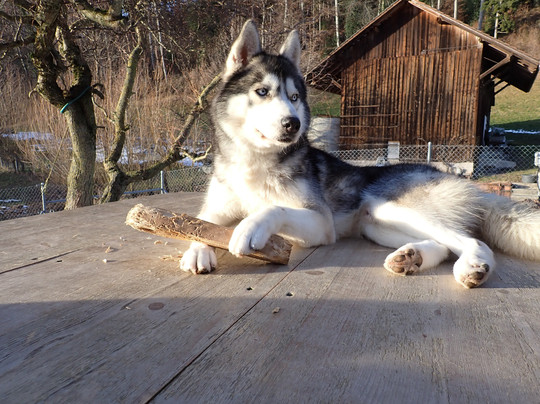 Fischer Adventures Day Tours-圣加仑必去景点