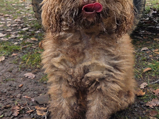 Truffle Hunting-卡兰巴卡必去景点