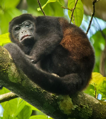 Picolina Tours-德雷克湾必去景点