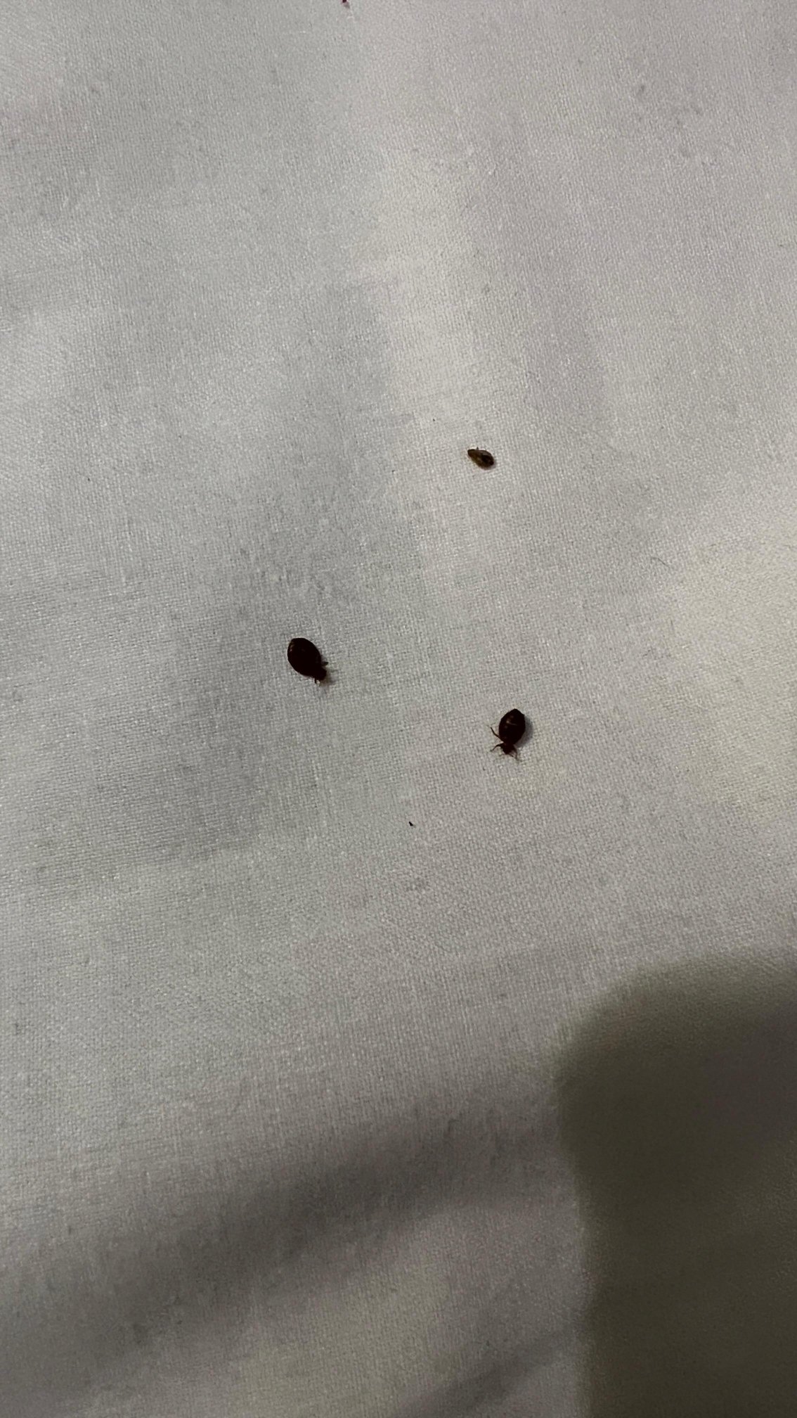 慕尼黑纽佩拉赫南部美居酒店-客卧