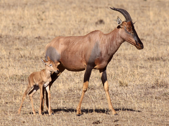 Mchaka Mchaka Tours-Mloka必去景点
