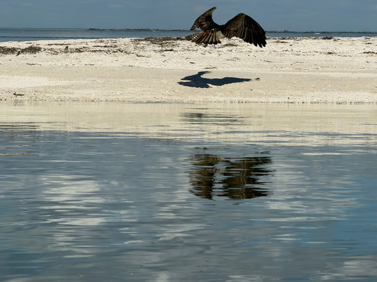 Tarpon Bay Explorers-萨尼贝尔岛必去景点