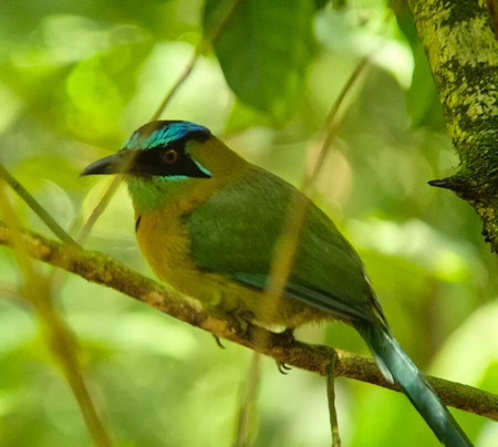 Picolina Tours-德雷克湾必去景点