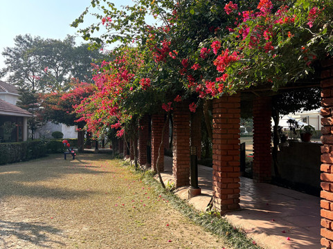 Naturoville Wellness Resort Rishikesh - Surrounded by Nature, Rooted in Wellness主图