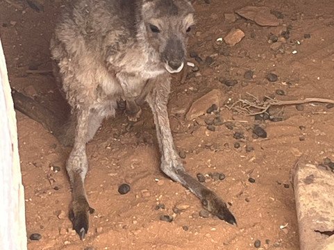 Day Dream Mine-Silverton必去景点