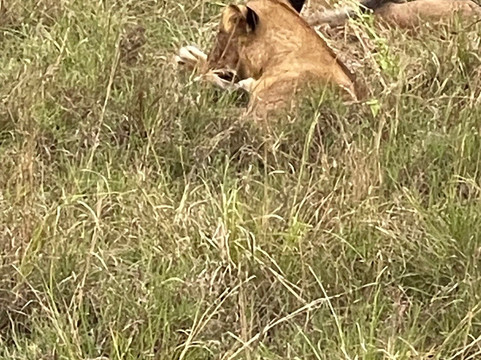 Truevine Safaris-坎帕拉必去景点