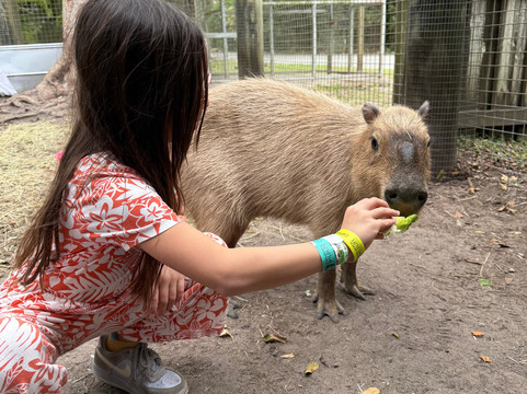 ZWF野生动物园-迈阿密必去景点