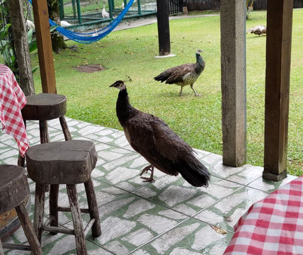 Rancho Alegre-Joinville必去景点