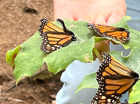 El Rosario Monarch Butterfly Preserve-中部墨西哥和墨西哥湾沿岸必去景点