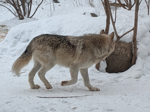 International Wolf Center-伊利必去景点