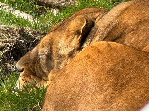 Dartmoor Zoological Society-Sparkwell必去景点