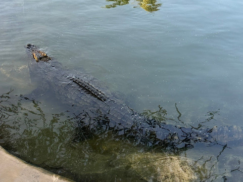 Dubai Crocodile Park-迪拜必去景点