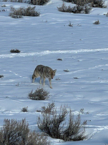 Yellowstone Wild-加德纳必去景点