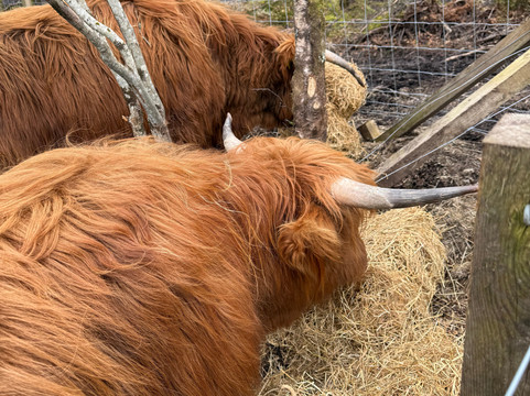 Highland Titles Nature Reserve-Duror必去景点