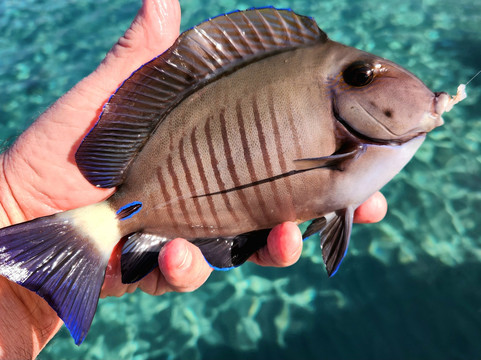 Playa Piskado/Playa Grandi-Sabana Westpunt必去景点