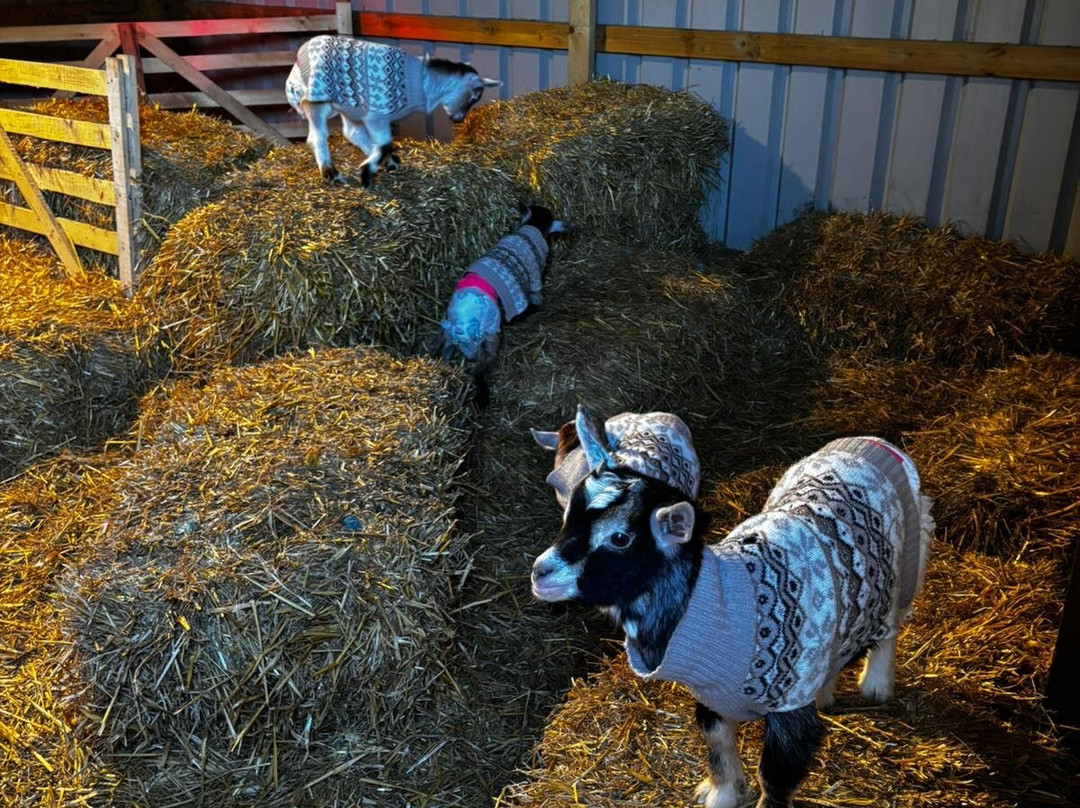 Ings Park Alpacas-Brough必去景点