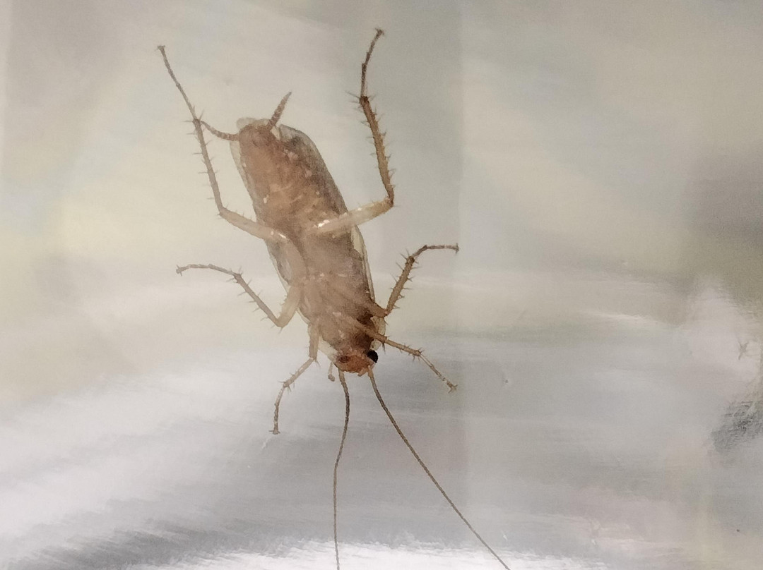 加勒比会议中心度假酒店主图