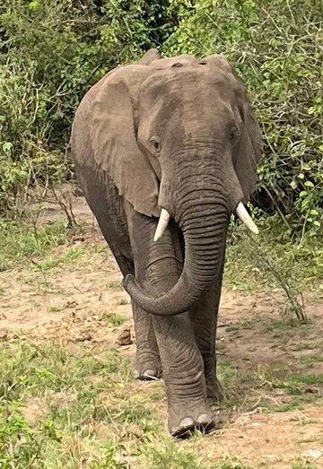 Queen Elizabeth National Park-Kasese必去景点