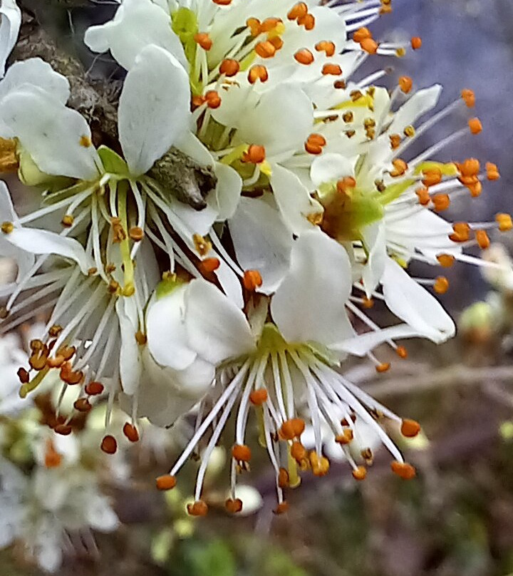 Stockgrove Country Park-Heath and Reach必去景点