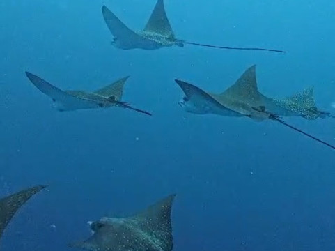 Jerrys Dive Club Rasdhoo-拉斯胡必去景点