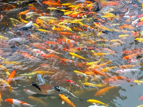 Can Tho Touring with Susan-芹苴必去景点