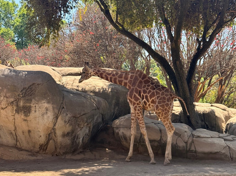 Zoológico de Chapultepec-墨西哥城必去景点