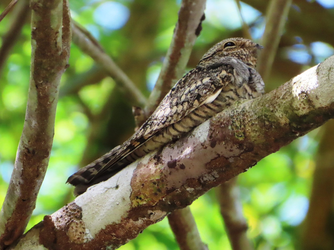 Picolina Tours-德雷克湾必去景点