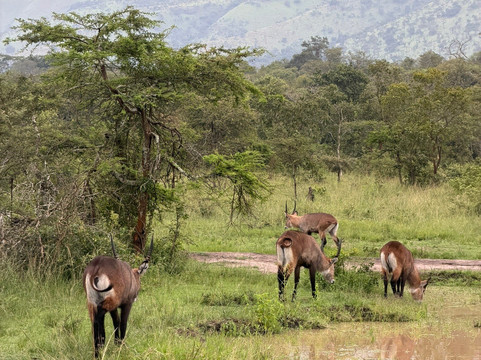 Albertine Tours-吉佳利必去景点