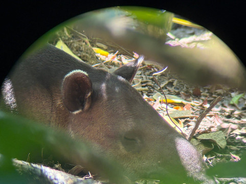 La Perla del Sur Adventures-Sierpe必去景点