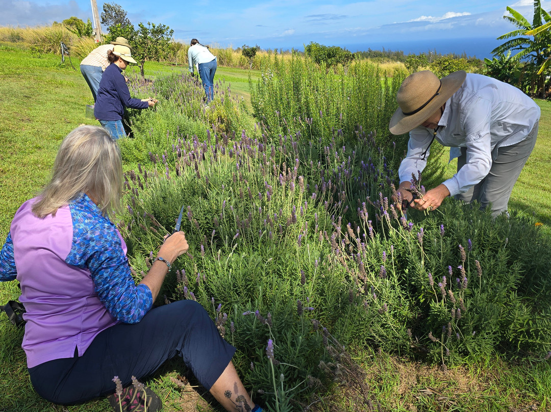 Kalopa Fields Farmstead