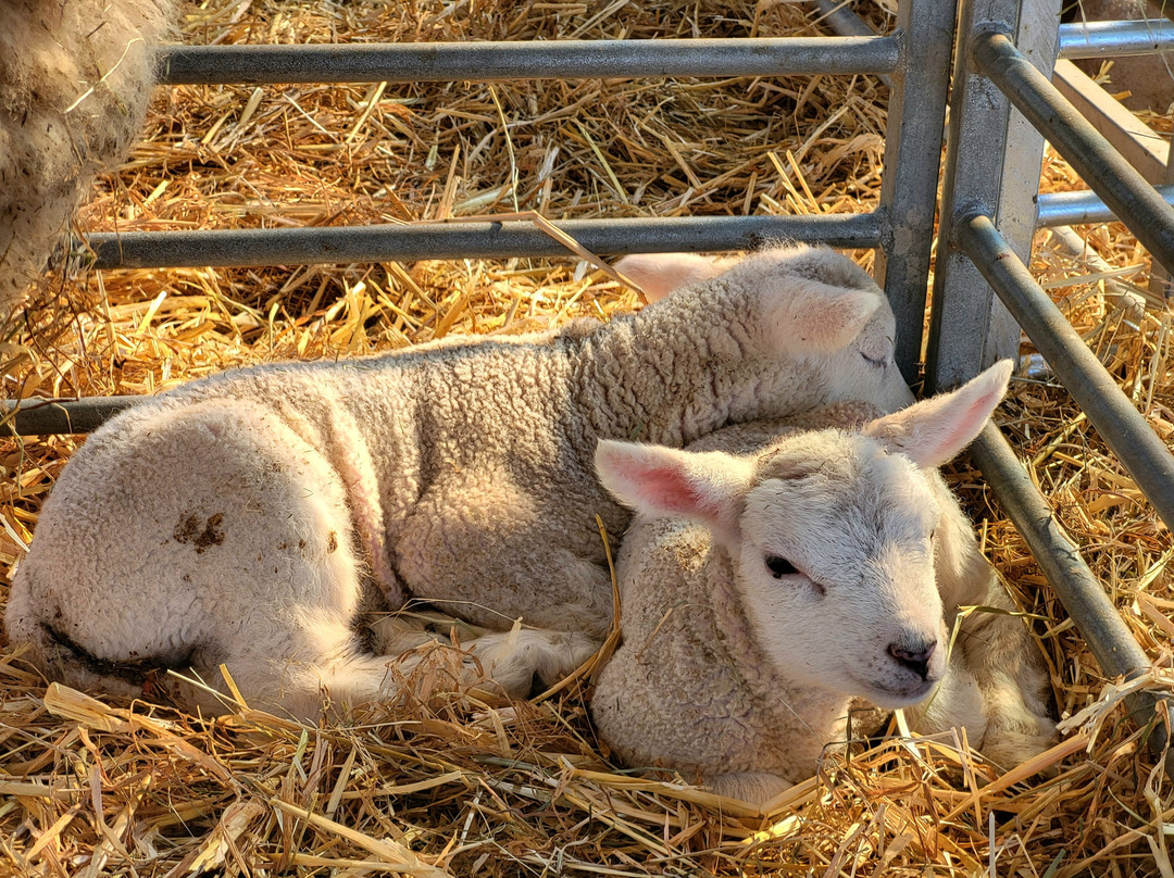 Foel Farm Park-Brynsiencyn必去景点