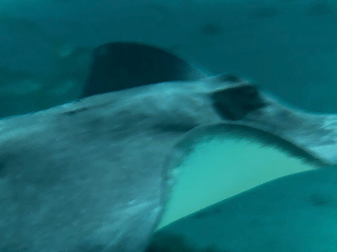 Silver Thatch Watersports-大开曼岛必去景点