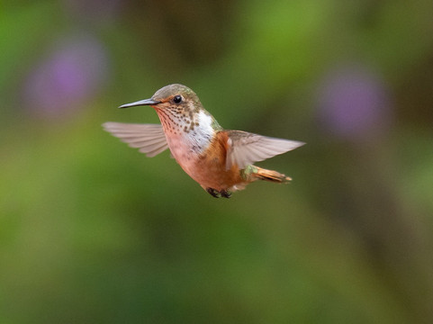 Feathers Garden-多塔圣赫拉多必去景点