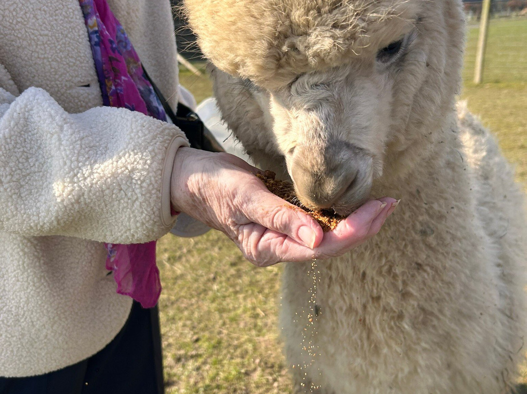 Bowbridge Alpacas Scotland-Peat Inn必去景点