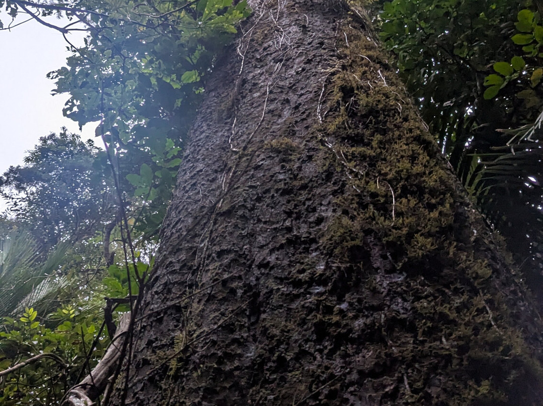 Adventure Puketi-Okaihau必去景点