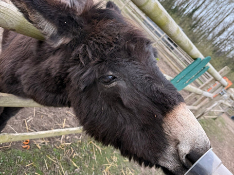 Woodlands Alpaca Farm-沃灵顿必去景点