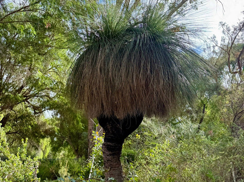 Yanchep National Park-扬切普必去景点